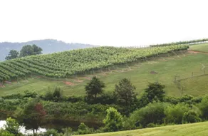Vineyard Cottage Heart of Wine Country - Image 5