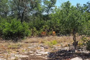 Charmant gîte à Kerrville, près de la rivière Guadalupe ! - Image 2