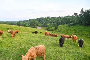 Cabin on Working Highland Cattle Farm in Kentucky - Image 2