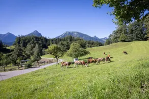 Grafbauer Studio 1 - Schwarzensee [Black Lake] - Image 3