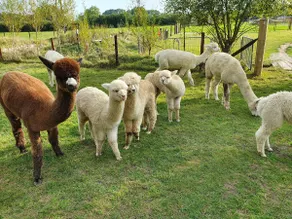 Double Decker Bus on an Alpaca Farm sleeps 8 - Image 5