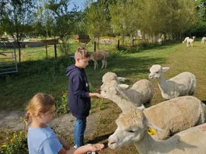 Double Decker Bus on an Alpaca Farm sleeps 8 - Image 3