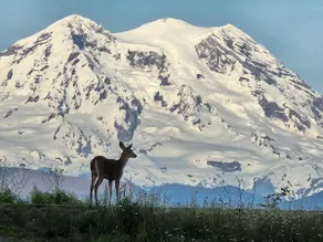 Stunning Mt Rainier Views!Tahoma Ridge Cottage - Image 3