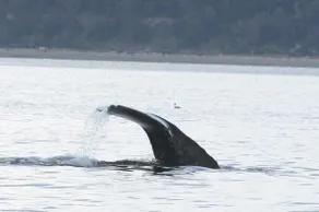 Whale Watching+Covered Deck+Hot Tub+Fenced in Yard - Image 3