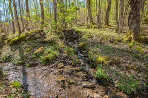 The Log Cabin Experience! Fish in nearby River! - Image 2