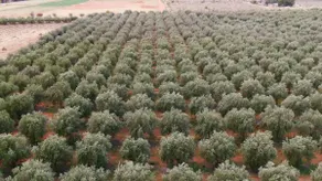 Olive Grove Retreat 1 by Tiny Away - Image 4