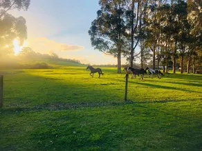 Billa Billa Farm Cottages - Image 5