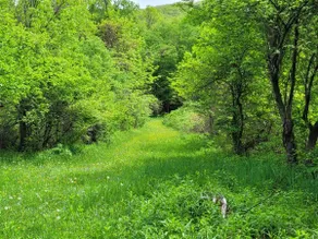 5 min to Canandaigua Lake, Hiking, Private Trails - Image 4