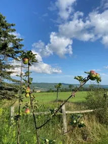 Sweeping Views - Beaver Valley Farmhouse on 100 acres - Image 2