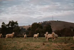 Tiny Boorowa by Tiny Away - Image 2