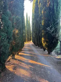 Le Porrine III - Image 4