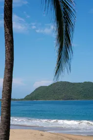 Coco Sea Areca 101 - Image 5
