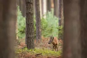 Deer-Park-Lodge - Image 5