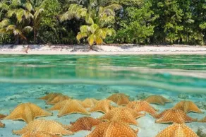 Island Charm | Snorkeling. Restaurant - Image 5