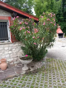 House of the olive grove - Image 4