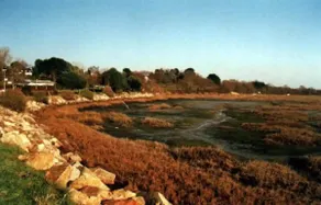 The Gull - Image 3