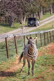 Entire Cottage on Equestrian Farm with Zebras - Image 2