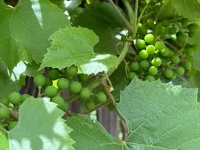 Enchanting Grapevine Alley - Image 4