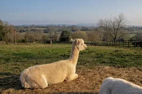 Zoe's Cottage - 5 mins drive to Alton - Alpaca's! - Image 5
