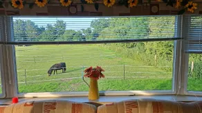 Quiet Equestrian Retreat - Sleeps 4 - Image 4