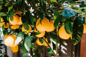 Cudgegong House: A Lush Backyard Sanctuary - Image 5