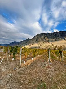 Blush Bliss – Herrera Vineyard Estate Home - Image 5