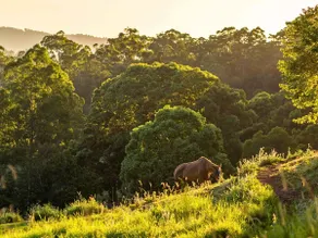 Guanaba Farm by Tiny Away - Image 4