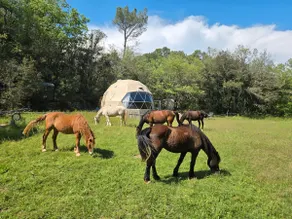 The Horse Cabin - Image 2