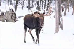 Dog Friendly, EV Charger, Ski/Golf/Hike! - Image 4