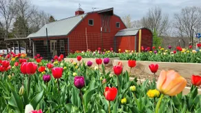 Cozy Barn, Hot tub, Near Branson, MO - Image 5