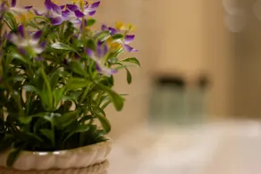 Corallo Suite - Image 3