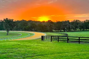 Micanopy Guesthouse on Working Thoroughbred Farm! - Image 2