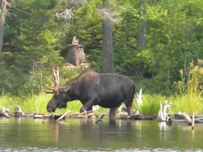Modern Moosehead Lake Chalet*Direct ATV Access*A/C - Image 5