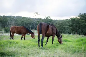 Equine Haven Trail by Tiny Away - Image 4