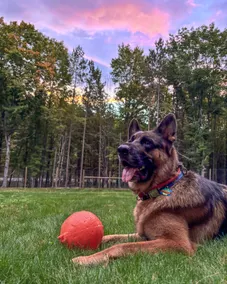 Michi's Base Camp: Your Dog-Friendly Escape Begins - Image 3