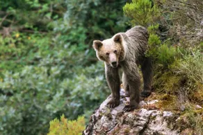 Nido in Somiedo | Nature | Wildlife - Image 5