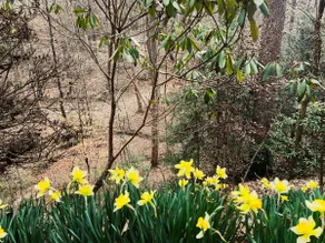 Discover Tranquility At Hidden Oasis, A Charming Home Nestled In Serene Cherry Log Mountain - Image 3