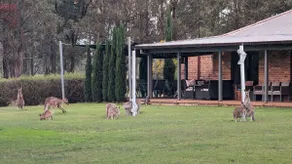 Blaxlands Kangaroo Homestead walk to everything! - Image 2