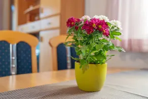 Sunshine apartment - Image 5