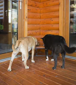High Country Log Home Near Lake Eildon & Mt Buller - Image 5