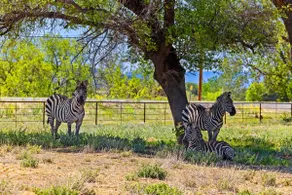 Zebra Ranch 3-BR House | Mtn View•Trails•Spa•Rqt Bal - Image 5