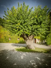 La Foresteria at Casaforte Bergum by the Gates of Cividale del Friuli - Image 3