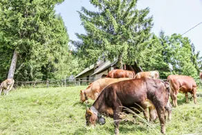 Family Home in the Brescia Prealps - Image 5