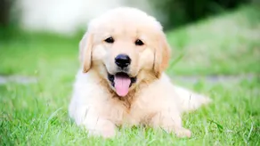 Friends & Family Retreat|Epic Game Room|Pets too - Image 2