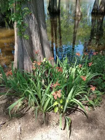 Bayou Retreat Near META | Quiet + Cozy - Image 5