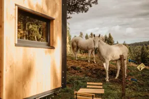 ※ Homnest ※ Wild Moment ※ View of Peaks & Forest - Image 3