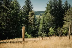 ※ Homnest ※ Wild Moment ※ View of Peaks & Forest - Image 4