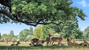 Cosy Studio in Hampton Hill short Walk to Bushy Park with Free Parking and WiFi and Pets welcome - Image 4