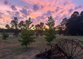 Gum Tree Hideaway by Tiny Away - Image 3
