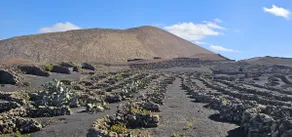 Casa Mica Rural - Idyllic Setting By Lanzarote Vacation Homes - Image 5